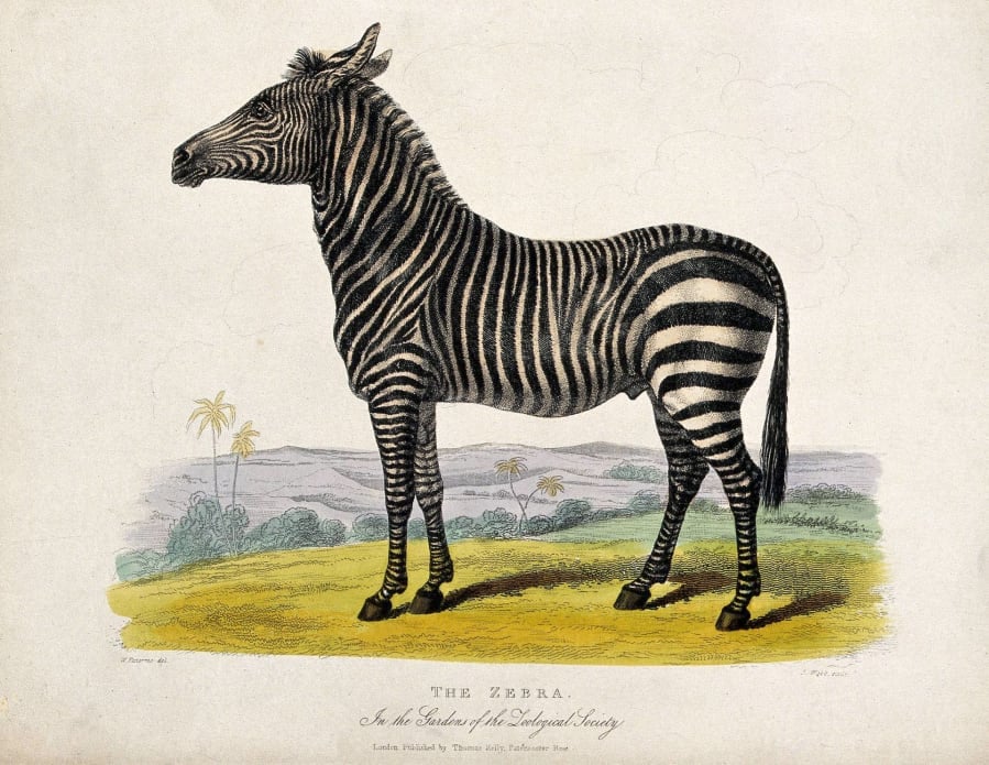 Zoological Society of London; a zebra. Coloured etching by J Wellcome